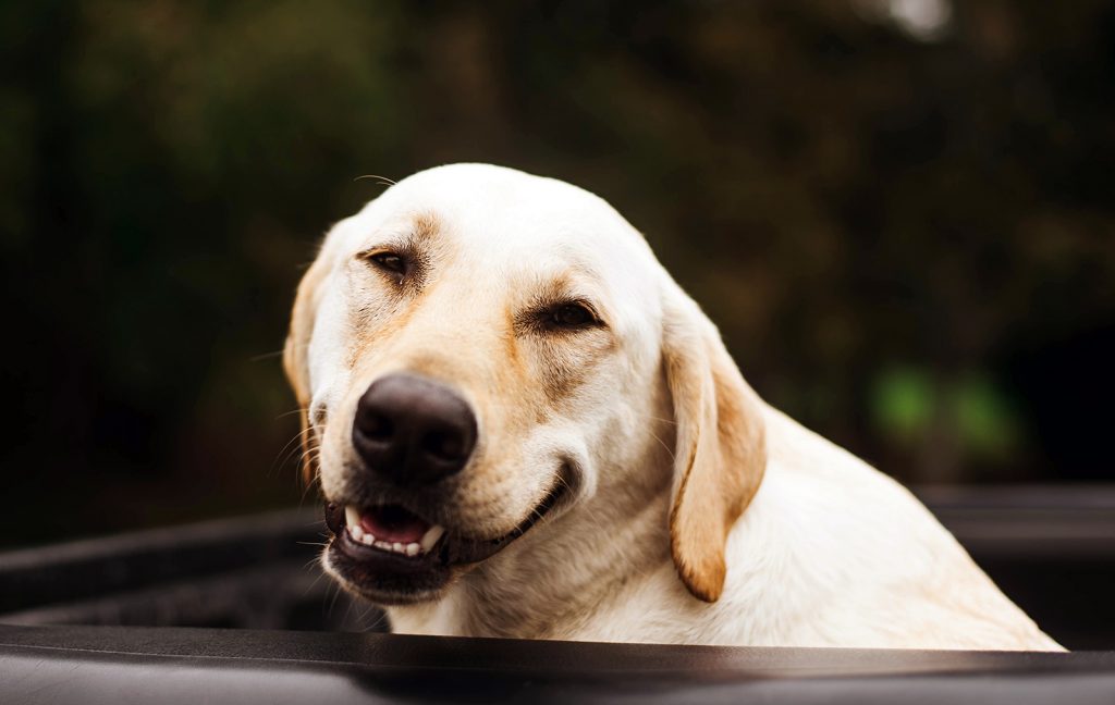 smiley dog labrador