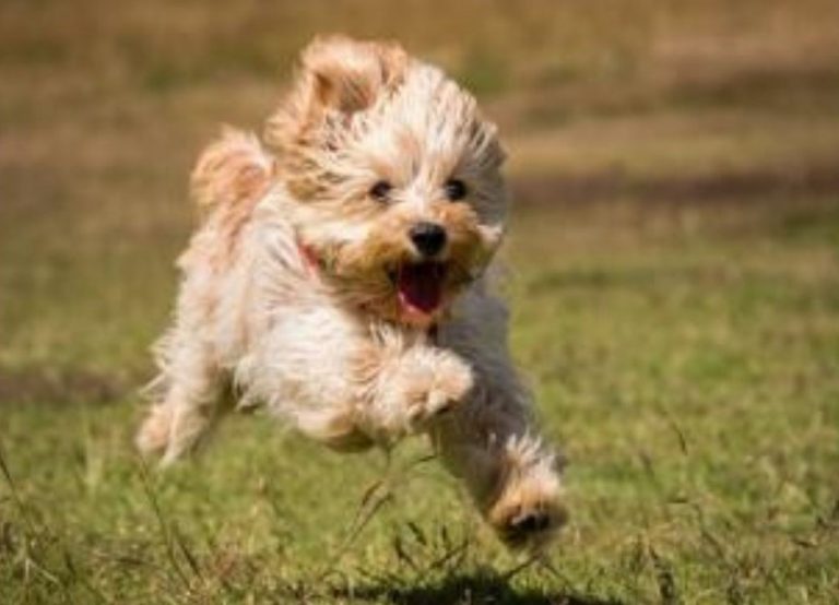 Dog happy and running