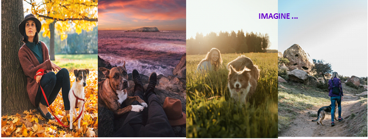 different landscapes with person walking or relaxing with a dog