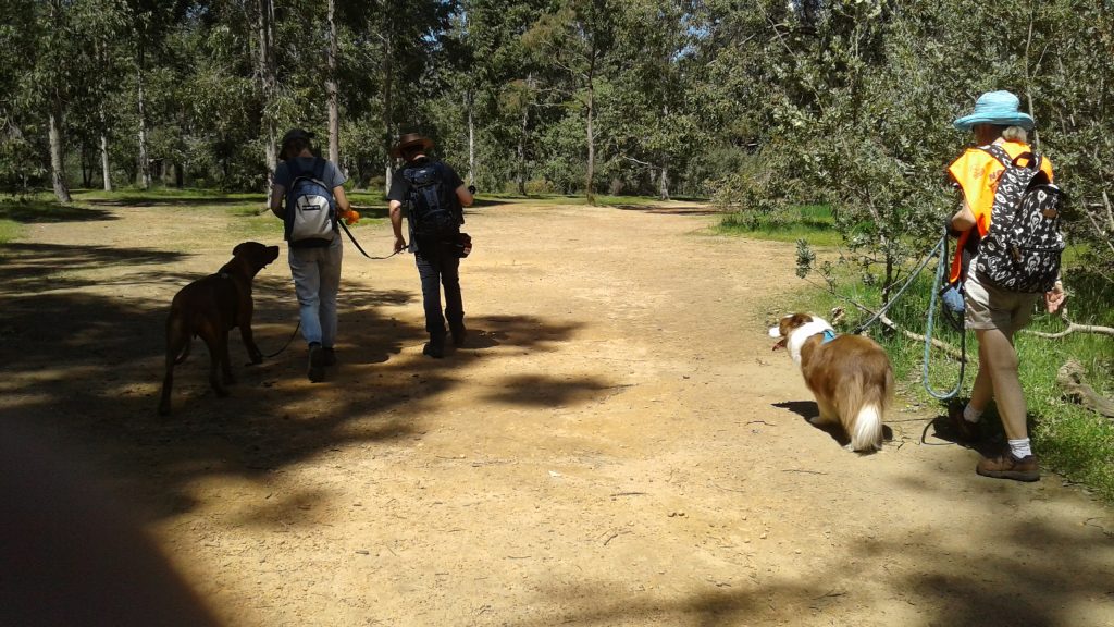 decompression walks success with 2 pairs of dogs and their human mums walking in close proximity peacefully accompanied by the dog trainer