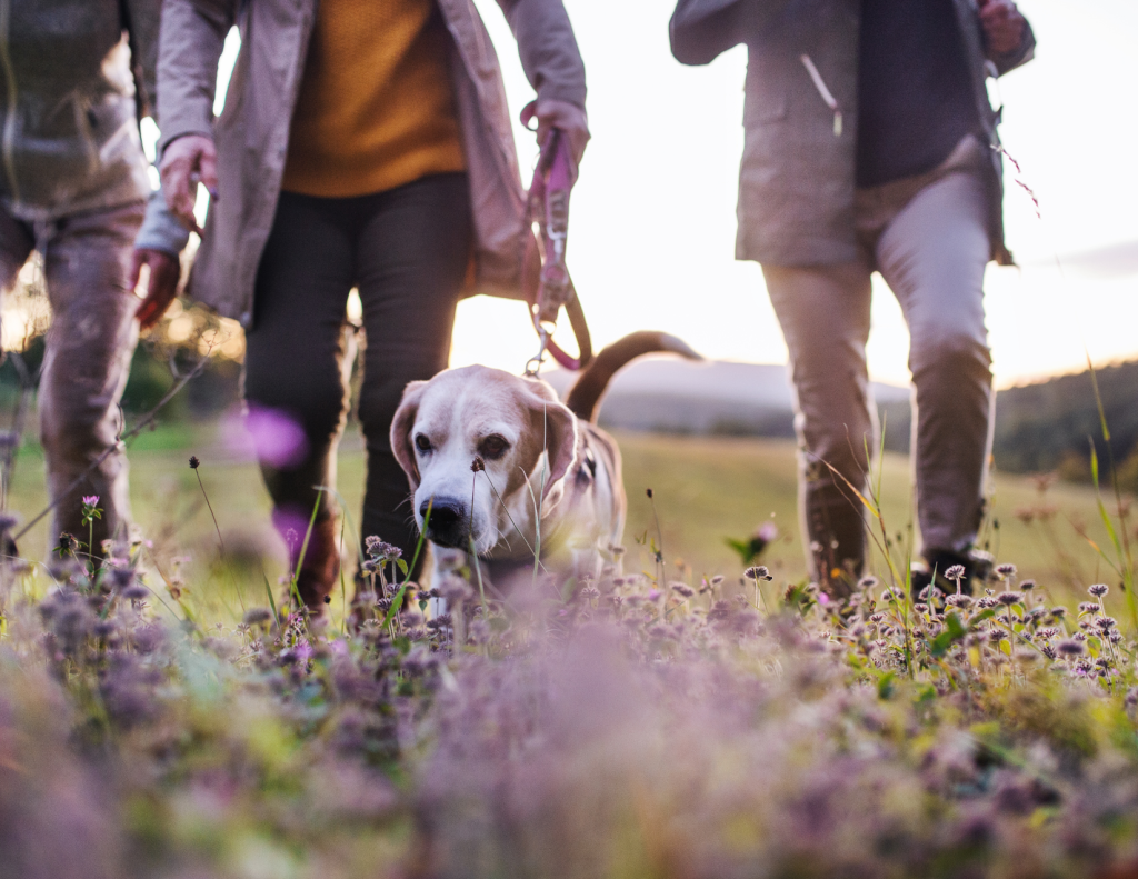 People walking with a dog in a field with grass and flowers